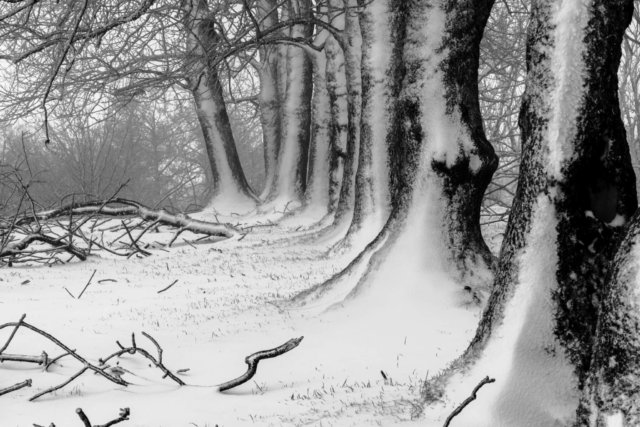 auvergne noir et blanc neige