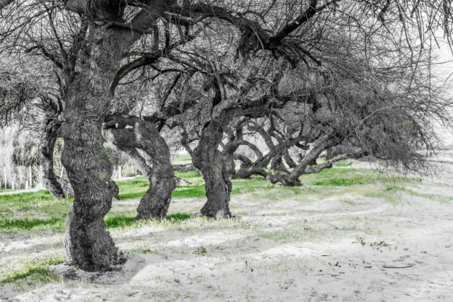 gujan mestras arbre bassin d'arcachon