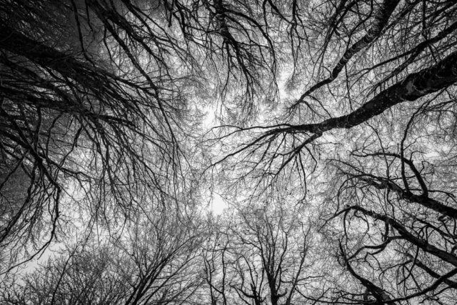 arbre noir et blanc