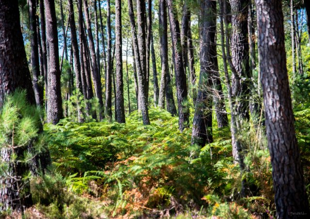 forêt lande