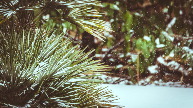 Gujan Mestras sous la neige