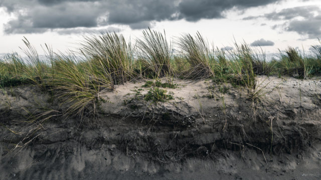 océan atlantique montalivet, chm, herbe